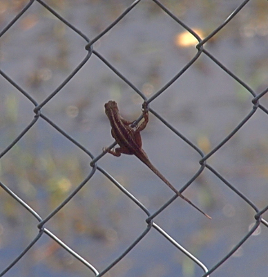 [A brown anole has both its front and back feet holding the lower right part of the diamond opening in the fence. Its body is perpendicular to the wire and its lower feet are spread to the sides as it holds on by its toes.]